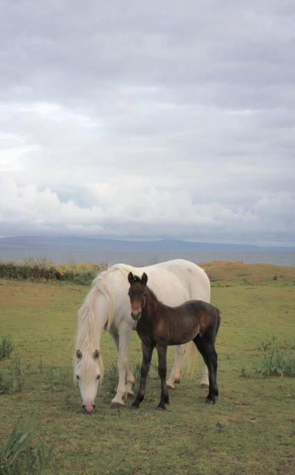 Cnoc Suain Villa Galway Buitenkant foto